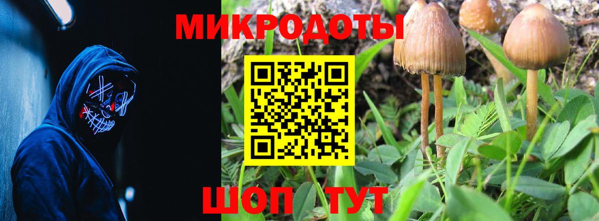 Галлюциногенные грибы Psilocybe Усинск